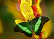 开云体育入口-铁幕与利刃，里昂的喀麦隆封锁术，如何锻造出关键先生奥利维耶？