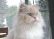 开云-龙火传承，从北境新王到希腊怪物，总决赛舞台的权杖交接