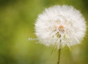 开云体育-绝境重生，白热交锋中的一球封喉—小贾伦·杰克逊的唯一性瞬间