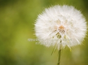 开云体育-绝境重生，白热交锋中的一球封喉—小贾伦·杰克逊的唯一性瞬间