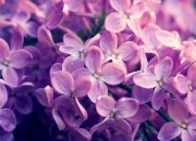 开云官网-巅峰回响，詹姆斯火热的虚焦与东契奇独行侠的进化论