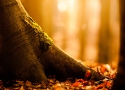 开云体育中国-双城记，意甲焦点战与魔术险胜辽宁队的体育交响曲