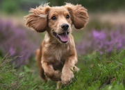 开云-绿茵冷锋，加纳如何将库尔图瓦的叹息之墙化为胜利背景板