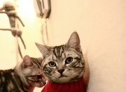 开云平台-三分如雨锁定胜利，东契奇独木难支！库里连续暴击独行侠，悬念提前七分钟终结