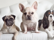 开云平台-欧冠之夜，哈弗茨关键一击，皇家社会踏平里昂