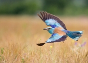 开云体育app-虚拟赛场的神迹，西亚卡姆状态火热，辽宁队一波带走76人