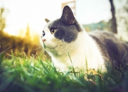 开云体育在线-德甲争冠战之夜，横刀立马！基耶萨用一记弧线宣告，今夜是独行侠的加冕礼