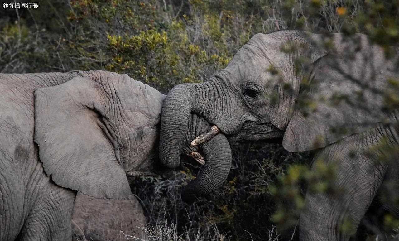 新西兰与南非的激烈对抗赢得掌声的简单介绍