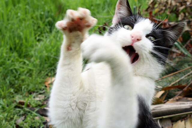 欧冠之夜，独行侠称王，东契奇一锤定音，全场最佳无争议