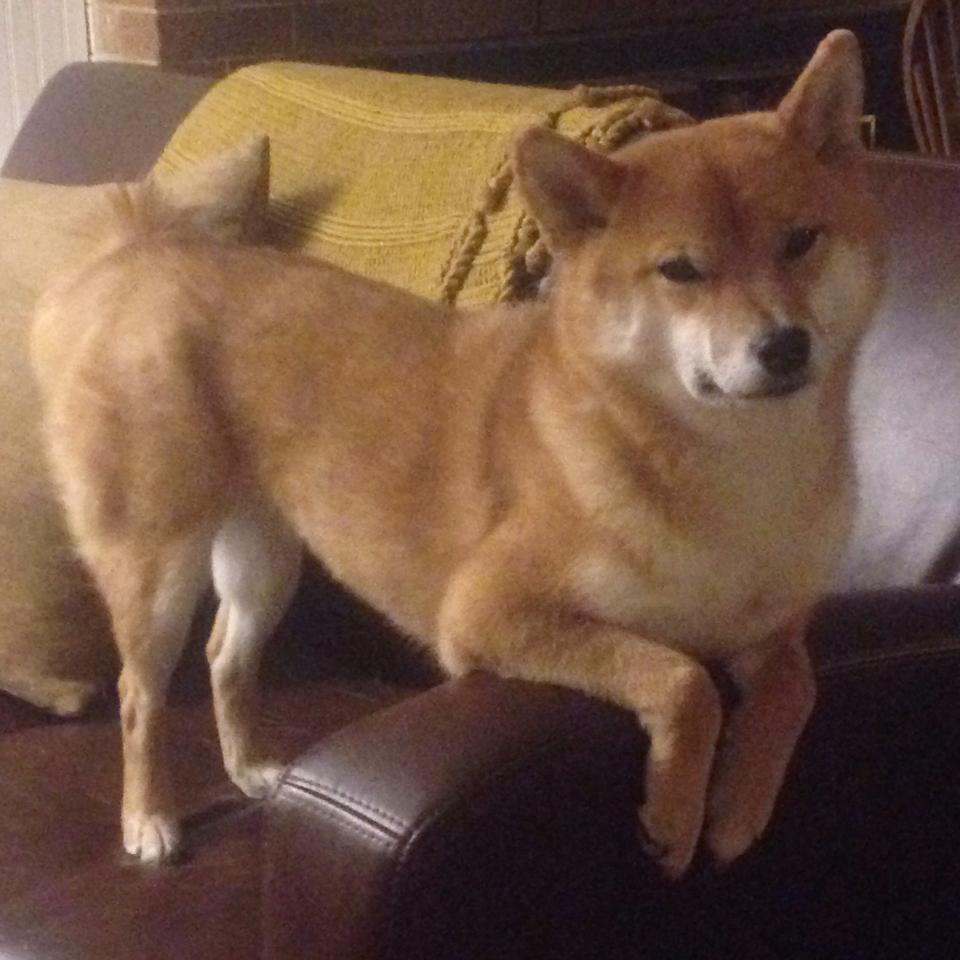 王座下的幽影,当米切尔将匕首刺入冰原,独行侠宣告狩猎终结