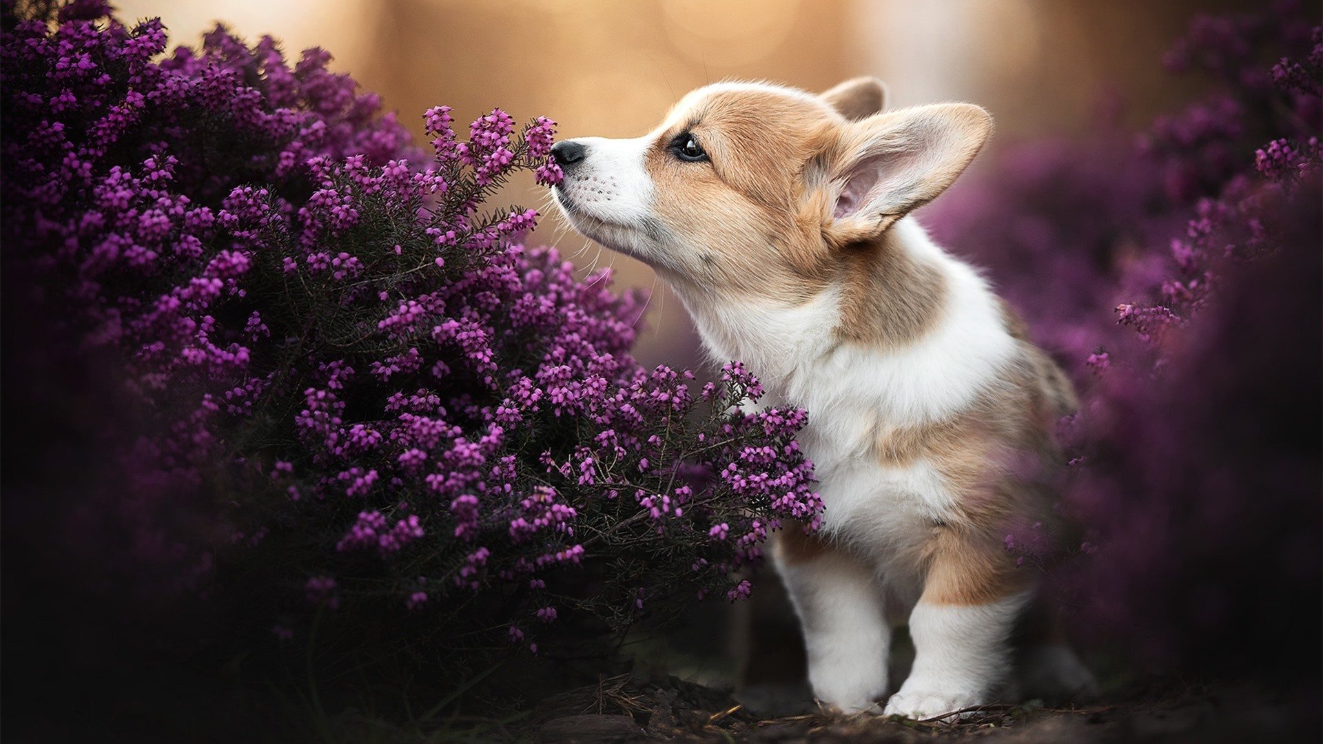 沉默的复仇者，开罗穹顶下的41分钟，巴雷拉的不留情面