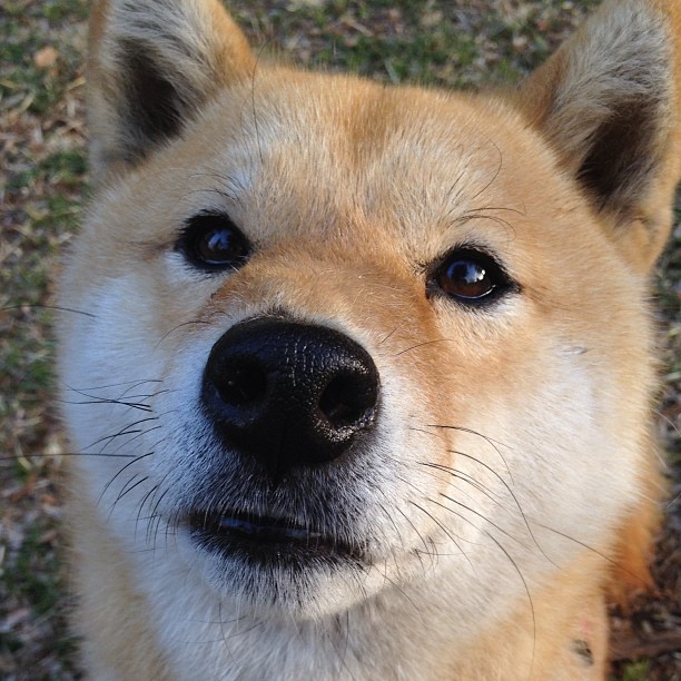 冷锋突袭罗马城,赖斯穿越海峡的关键一击