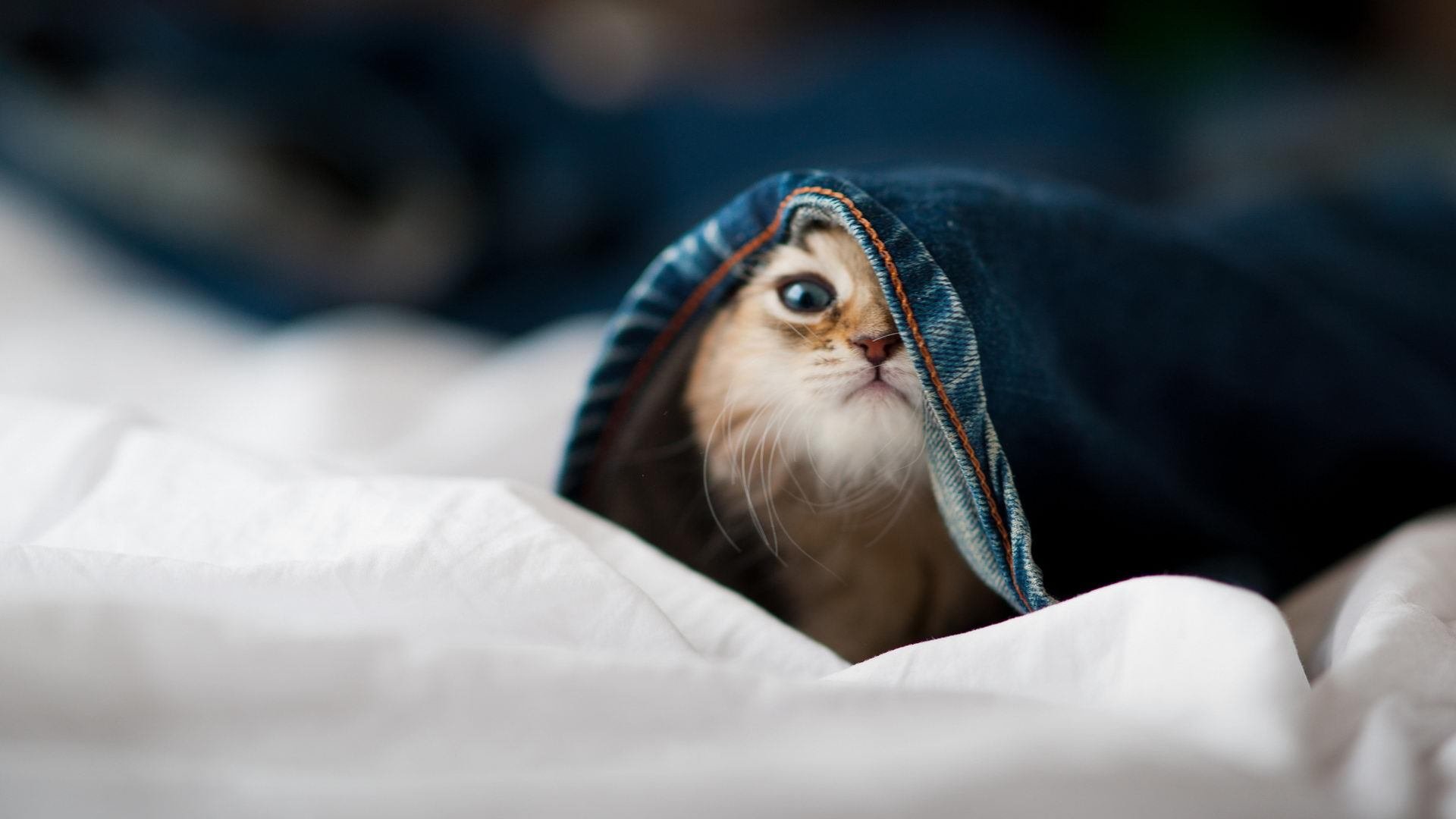 逆转背后,当克莱的利爪撕破波士顿的黄昏