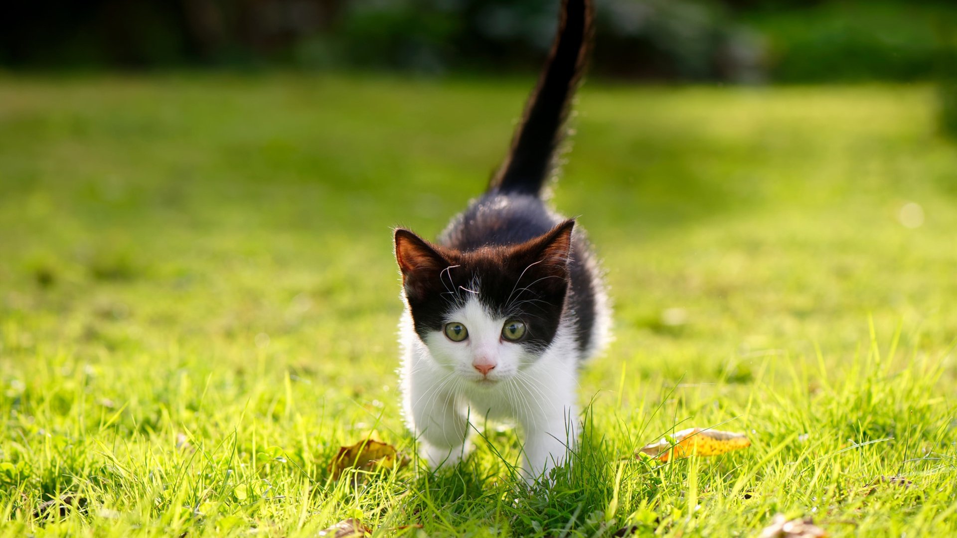 浙江队狂胜公牛！完全体福克斯打出统治级一战