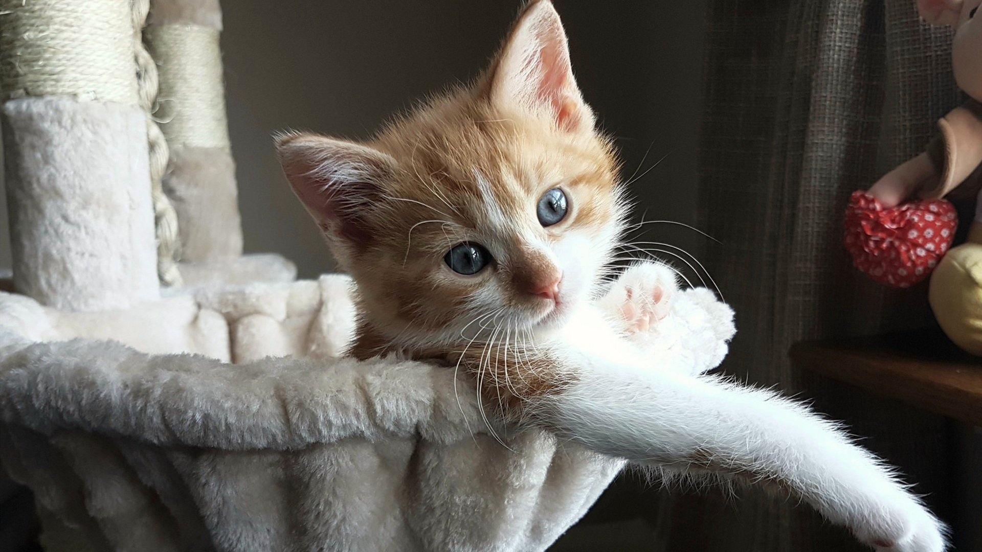 决战天王山!浙江队破局之道击溃鹈鹕,一战定赛季乾坤