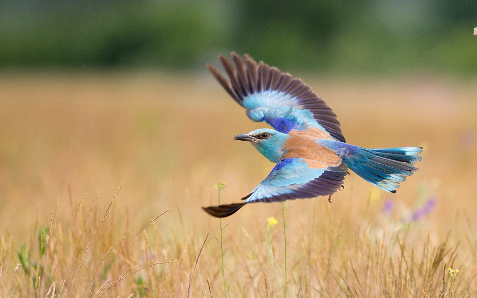 虚拟赛场的神迹，西亚卡姆状态火热，辽宁队一波带走76人