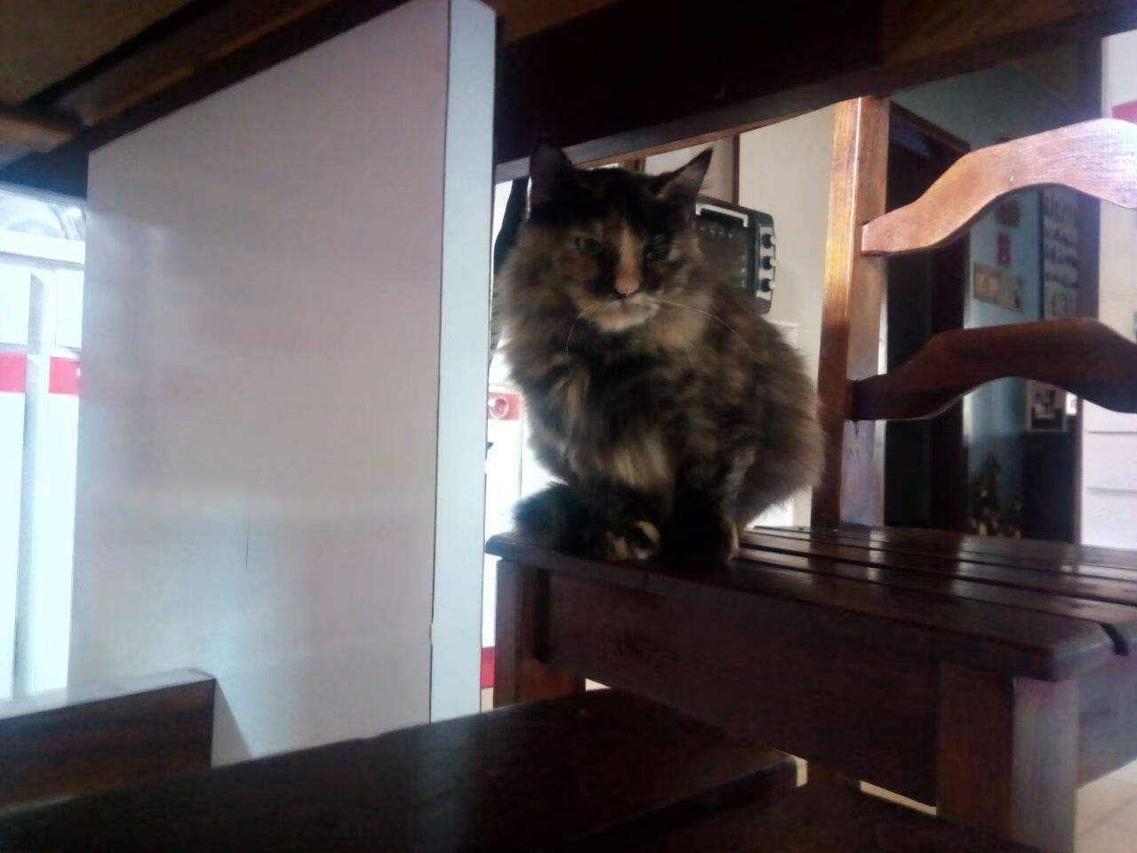 跨界风暴，苏格兰足球震撼中国，加维篮球季后赛创造历史