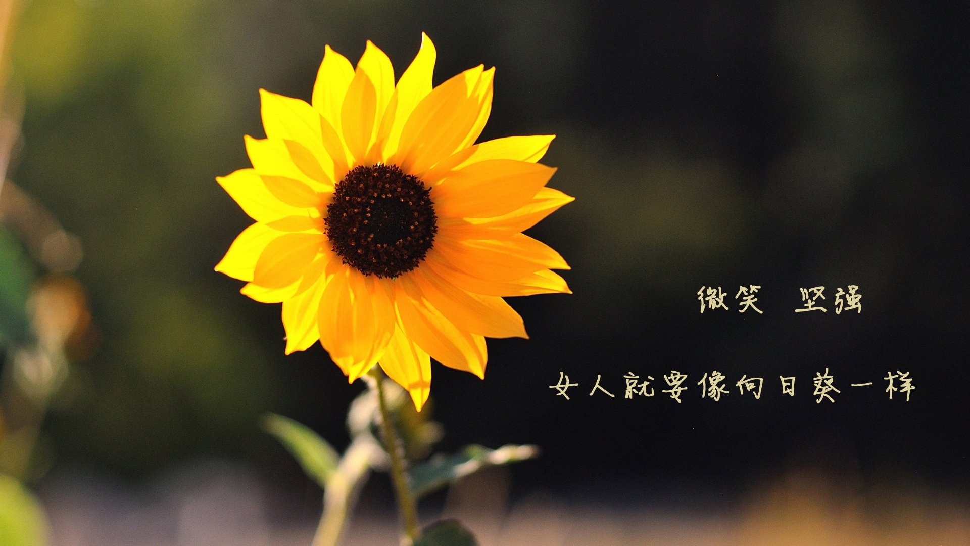 2026世界杯G组强强对话,拉什福德闪耀全场,波兰力克乌兹别克斯坦展现冠军相